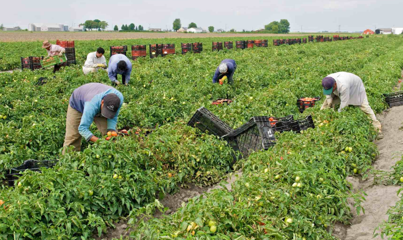 Main-d’œuvre agricole: La pénurie qui fait grimper les coûts